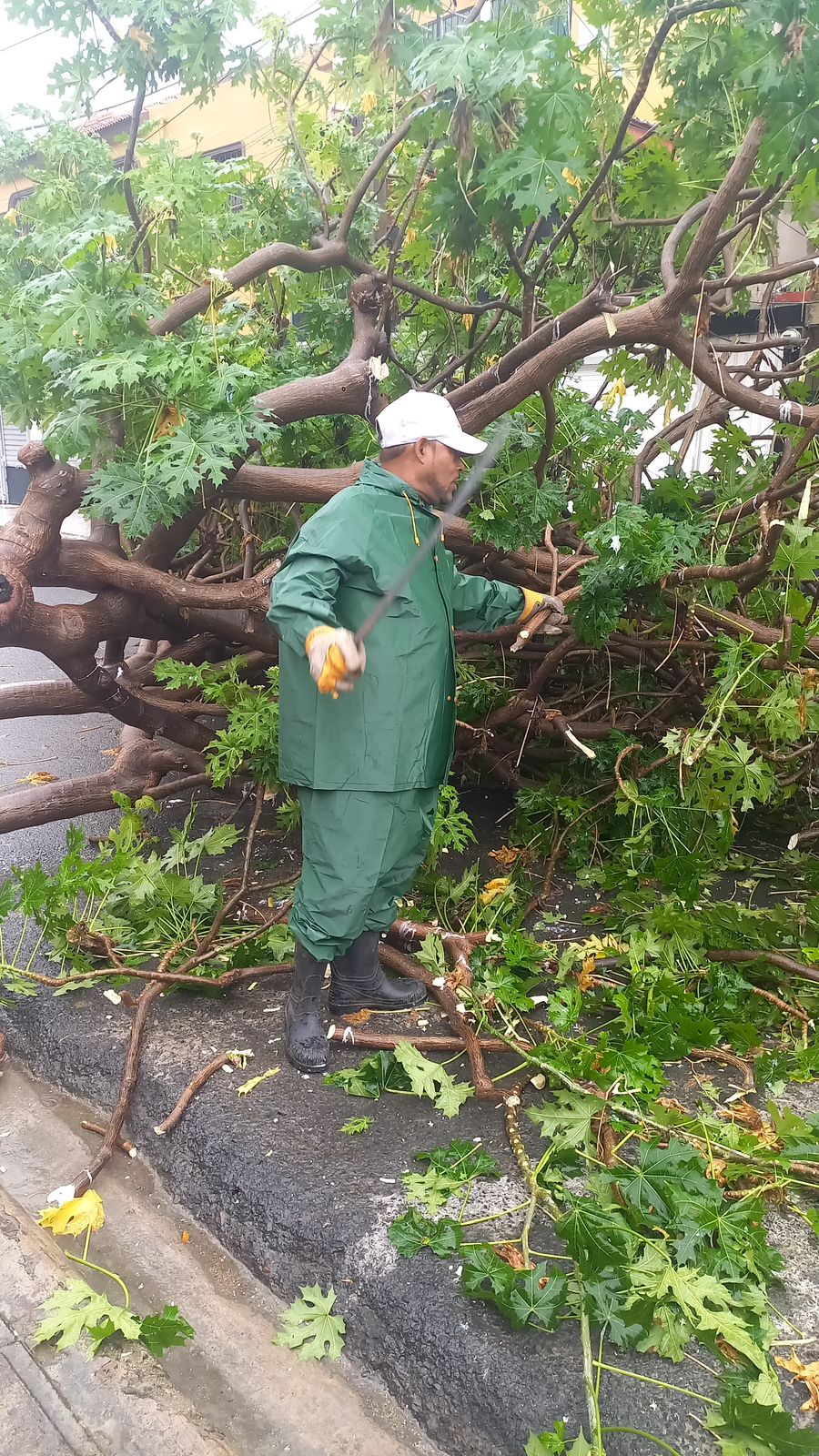 Alcaldía de SPM realiza poda de árboles de manera preventiva